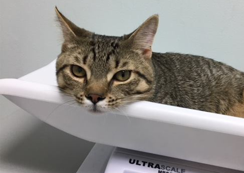 Cat Veterinary Care, Concord