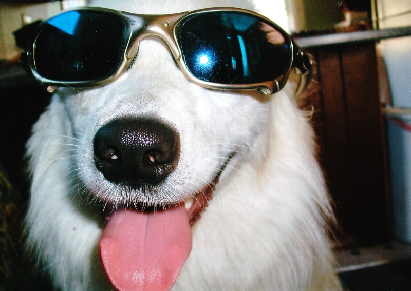 Carousel Slide 6: Dog with Sunglasses